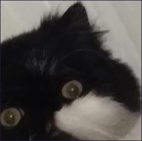 Lauras Kitty sidekick